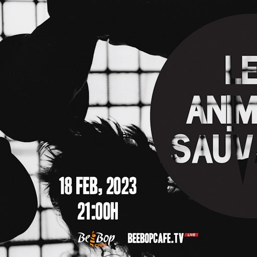 Les Animaux Sauvages - Live at Bee Bop Cafe